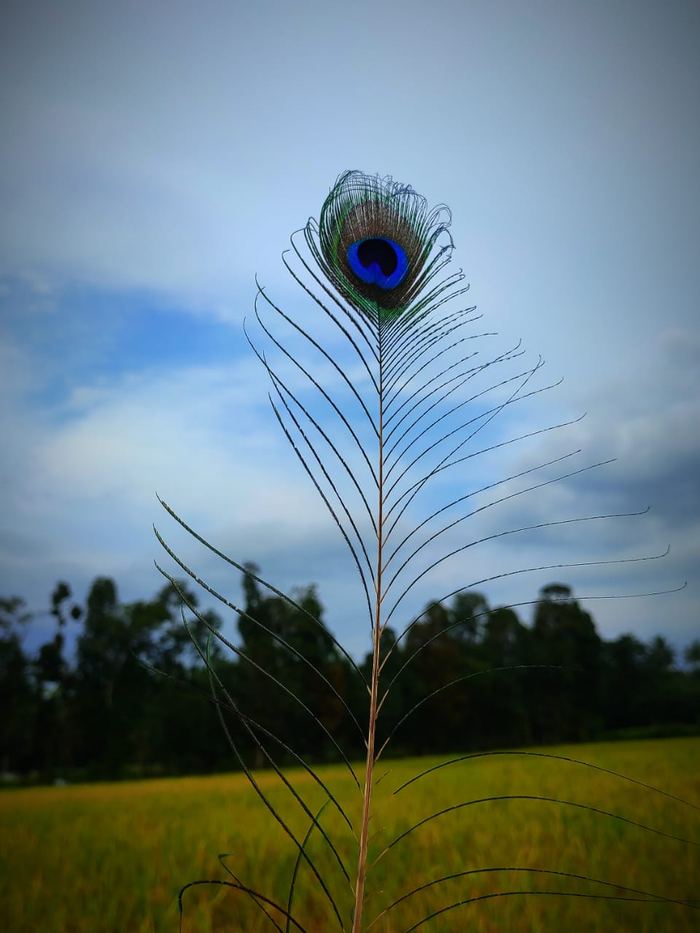 Peacock feather